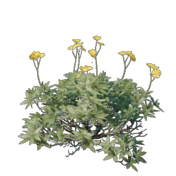 Fleur du Regs exaltés