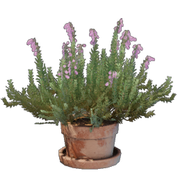 Fleur de bruyère
