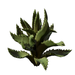 Aloe Seedling