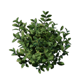 Foliage
