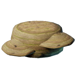 Mushroom Flesh