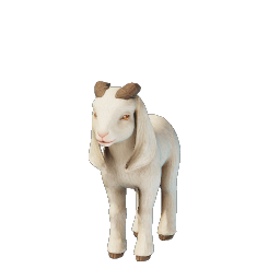 Baby Common Goat