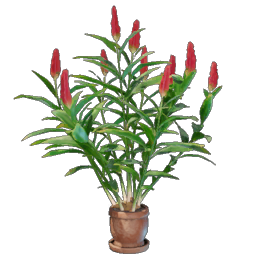 Ginger Plant
