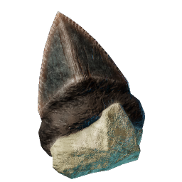 Dent de requin émoussée