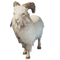Chèvre commune