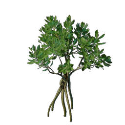 Mangrove Seedling