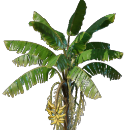 Semis de banane