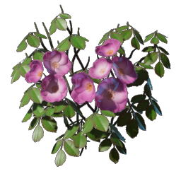 Rose d'escalade