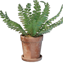 Fern