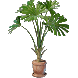 Plante de Licuala