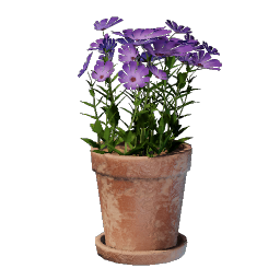Fleur rose