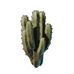 Cactus Seedling