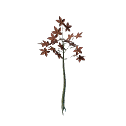 Revelwood Red Leaf Seedling